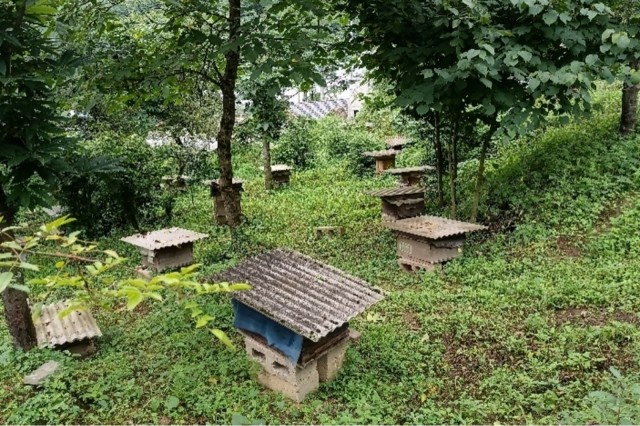 护林员王必辉带实践队员参观他的蜂箱 苏雪梅 摄.jpg